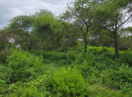 33 PRIME COMMERCIAL LAND AT USA-RIVER, ARUSHA