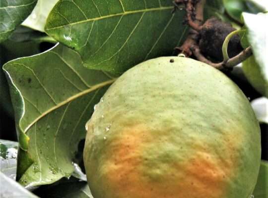 Plants native to East African Coast for sale