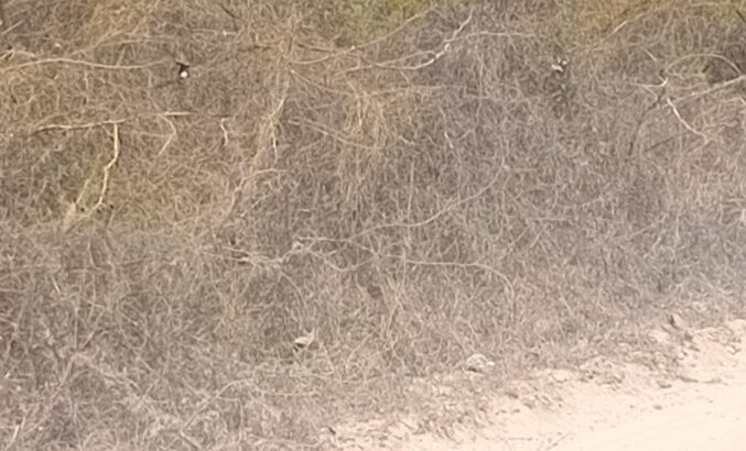 Commercial plot in Kigamboni