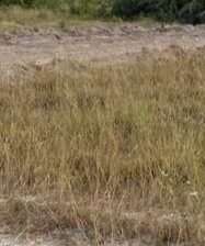 Commercial plot in Gezaulole kigamboni