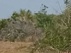 Land in vianzi vikindu