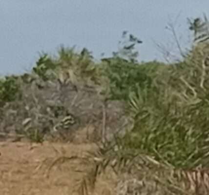 Land in vianzi vikindu