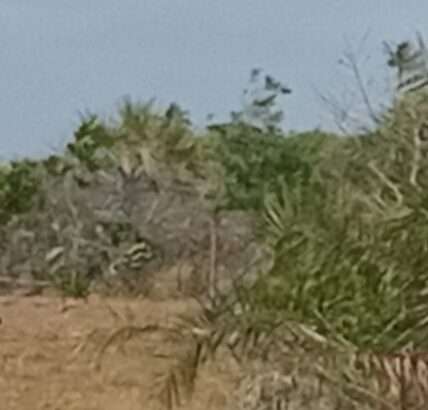 Land in vianzi vikindu