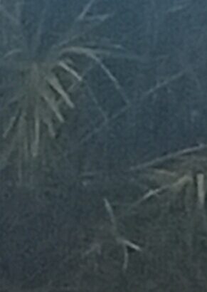 Farm at Fukayose Bagamoyo