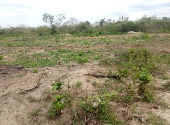 KIWANJA EKA 6 CHENYE HATI,TSHS.55 MIL.MLANDIZI.