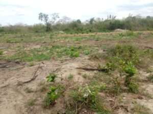 KIWANJA EKA 6 CHENYE HATI,TSHS.55 MIL.MLANDIZI.