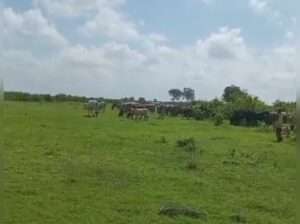 300 ACRES VIRGIN FARMLAND,TZS.3 BIL. AT CHALINZE