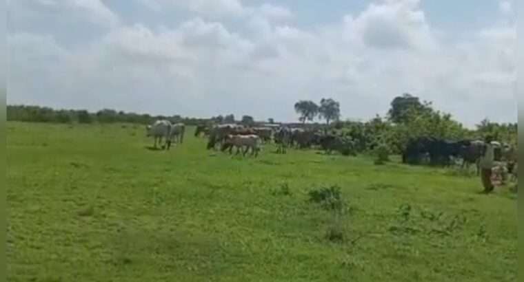 300 ACRES VIRGIN FARMLAND,TZS.3 BIL. AT CHALINZE