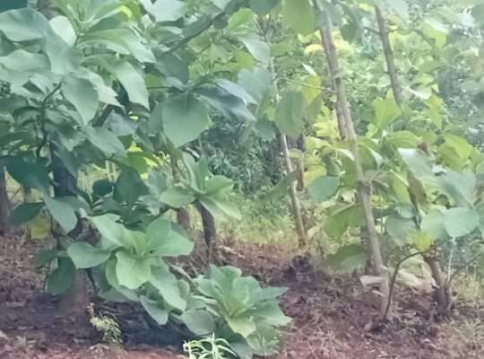 EKARI 25,SHAMBA/MAZAO INAUZA BANK,MOROGORO