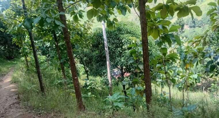 EKARI 25,SHAMBA/MAZAO INAUZA BANK,MOROGORO