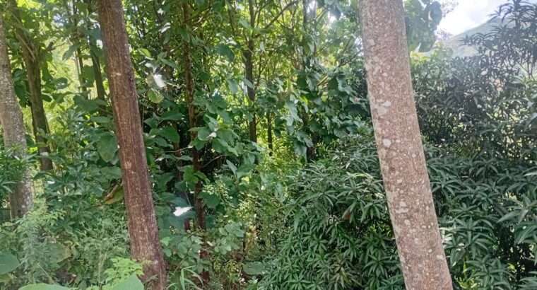 EKARI 25,SHAMBA/MAZAO INAUZA BANK,MOROGORO