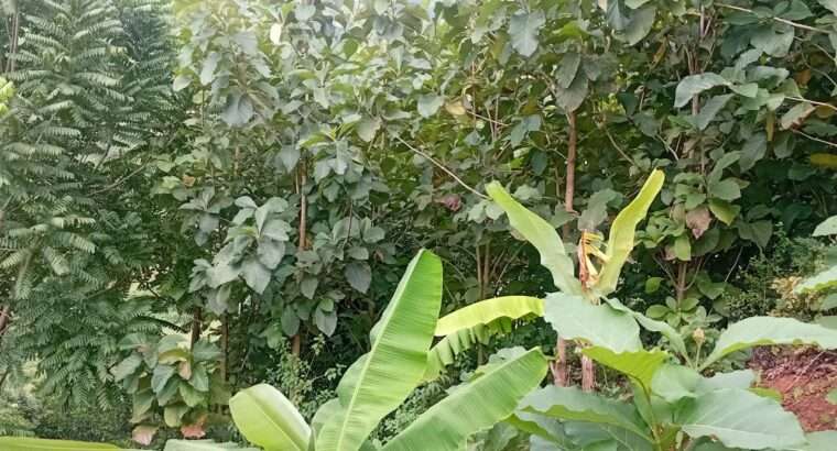 EKARI 25,SHAMBA/MAZAO INAUZA BANK,MOROGORO