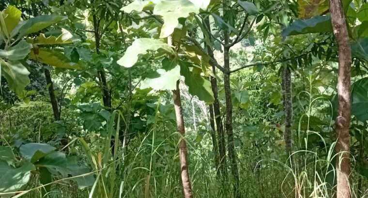 EKARI 25,SHAMBA/MAZAO INAUZA BANK,MOROGORO