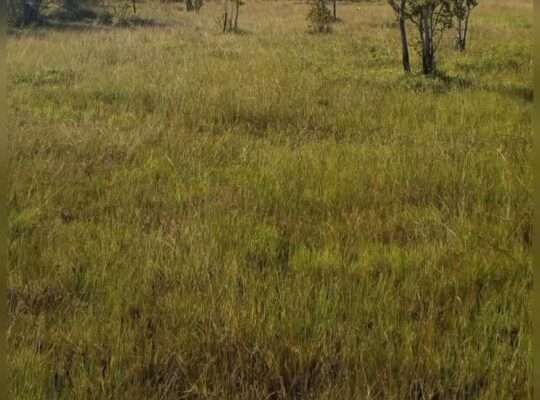 SHAMBA ‘BIKIRA’ EKARI 120, TSHS.120 MIL,MKURANGA