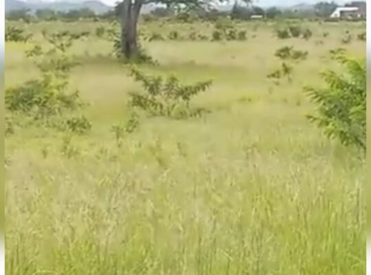 SHAMBA LILILOPIMWA EKA 22,MDAULA-MOROGORO