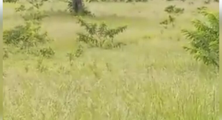 SHAMBA LILILOPIMWA EKA 22,MDAULA-MOROGORO