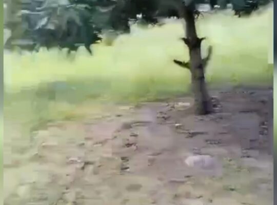 SHAMBA LILILOENDELEZWA,EKA 20,KIROMO-BAGAMOYO.