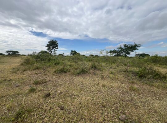 SHAMBA EKARI 58/MTO SANYA,TZS.17 MIL/EKA MOSHI