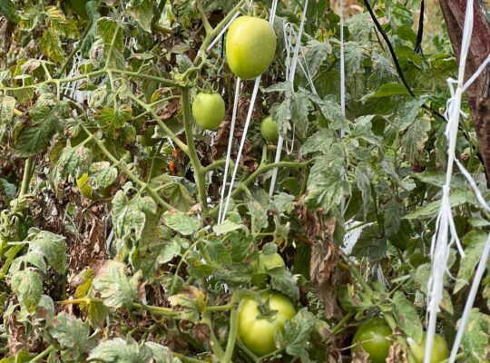 SHAMBA EKARI 58/MTO SANYA,TZS.17 MIL/EKA MOSHI