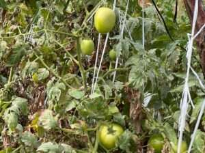 SHAMBA EKARI 58/MTO SANYA,TZS.17 MIL/EKA MOSHI