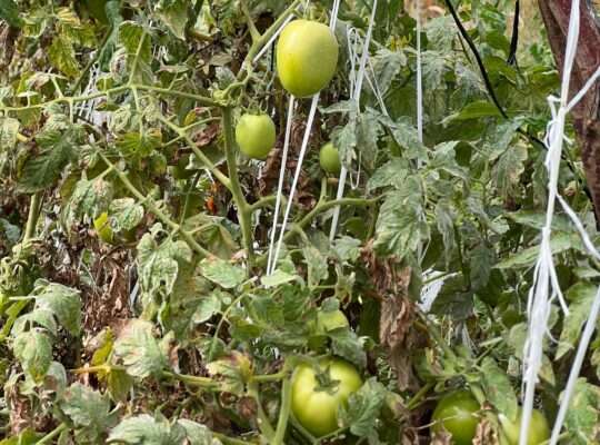 SHAMBA EKARI 58/MTO SANYA,TZS.17 MIL/EKA MOSHI