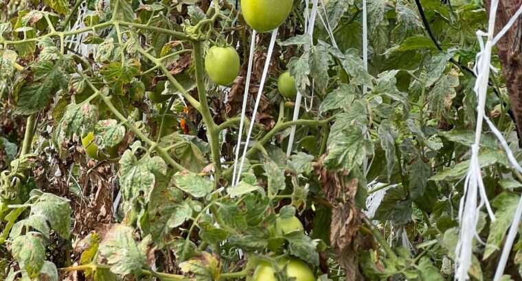 SHAMBA EKARI 58/MTO SANYA,TZS.17 MIL/EKA MOSHI