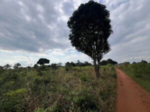 SHAMBA LENYE HATI EKARI 30,SUNGWI,MKISARAWE