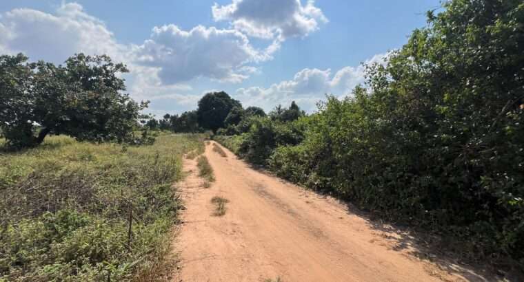 SHAMBA EKARI 140, TZS. 2 BILIONI, MKURANGA