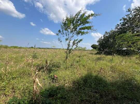 SHAMBA EKARI 140, TZS. 2 BILIONI, MKURANGA