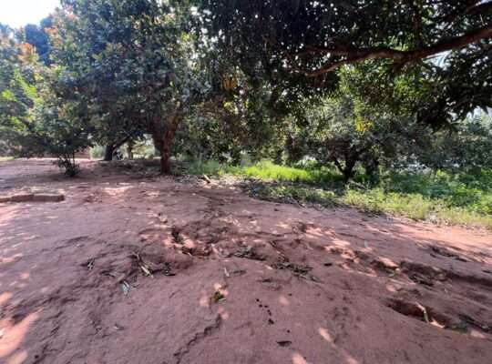 SHAMBA EKARI 140, TZS. 2 BILIONI, MKURANGA