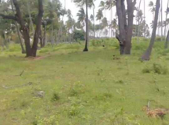 70 ACRES SANDY BEACHFRONT LAND,MSIMBATI-MTWARA