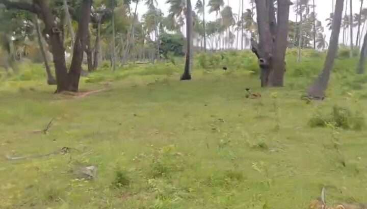 70 ACRES SANDY BEACHFRONT LAND,MSIMBATI-MTWARA