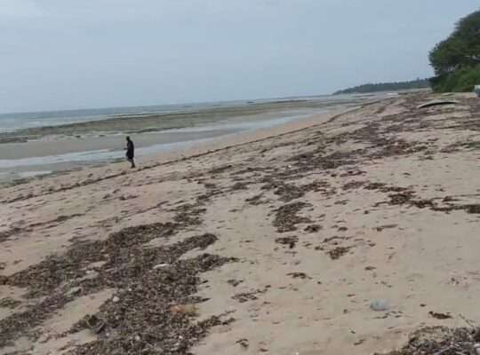 70 ACRES SANDY BEACHFRONT LAND,MSIMBATI-MTWARA
