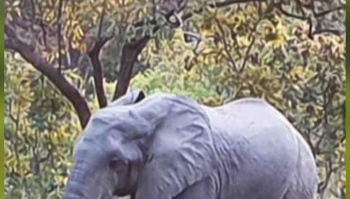 15-BED BUSH CAMP IN RUAHA-$2.5 MIL.INVESTMENT