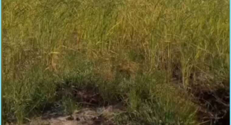 SHAMBA/ARDHI SAFI, EKA 120,MWANZEGA,MKURANGA.