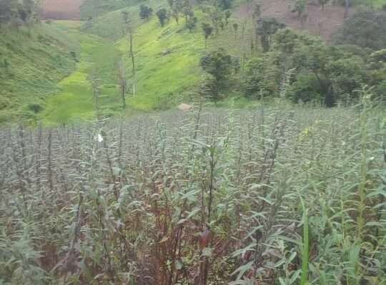MASHAMBA YA KUMWAGILIA,TZS.400,000/EKA,MOROGORO