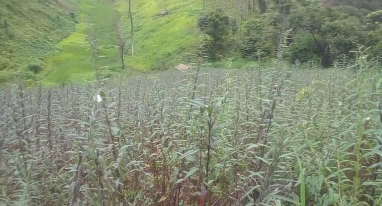MASHAMBA YA KUMWAGILIA,TZS.400,000/EKA,MOROGORO