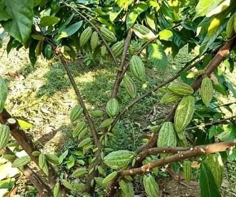 MASHAMBA YA KUMWAGILIA,TZS.400,000/EKA,MOROGORO