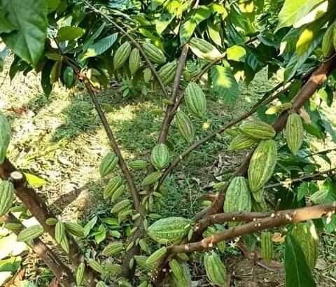 MASHAMBA YA KUMWAGILIA,TZS.400,000/EKA,MOROGORO