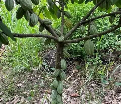 MASHAMBA YA KUMWAGILIA,TZS.400,000/EKA,MOROGORO