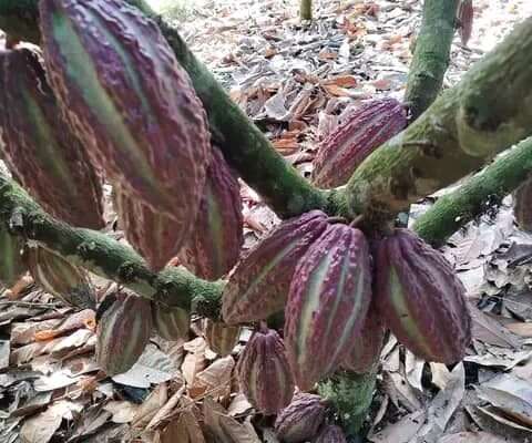 MASHAMBA YA KUMWAGILIA,TZS.400,000/EKA,MOROGORO