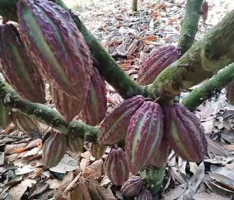 MASHAMBA YA KUMWAGILIA,TZS.400,000/EKA,MOROGORO