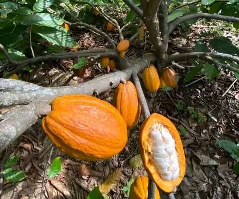 MASHAMBA YA KUMWAGILIA,TZS.400,000/EKA,MOROGORO