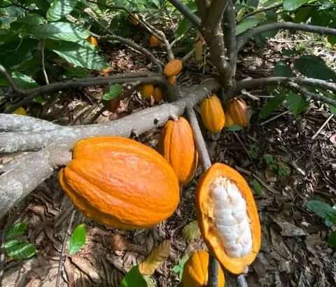 MASHAMBA YA KUMWAGILIA,TZS.400,000/EKA,MOROGORO