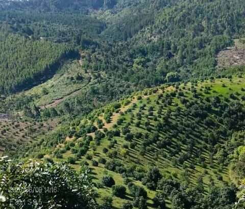 MASHAMBA YA KUMWAGILIA,TZS.400,000/EKA,MOROGORO