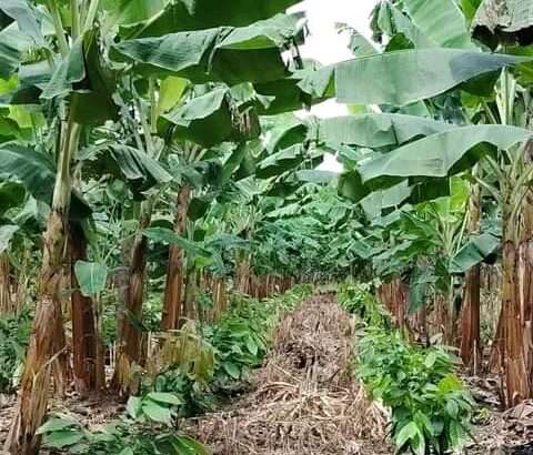 MASHAMBA YA KUMWAGILIA,TZS.400,000/EKA,MOROGORO