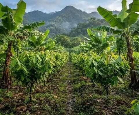 MASHAMBA YA KUMWAGILIA,TZS.400,000/EKA,MOROGORO