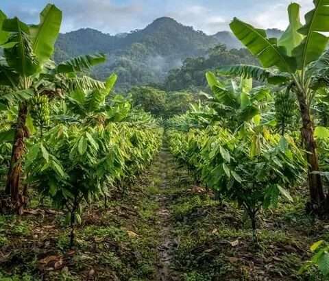 MASHAMBA YA KUMWAGILIA,TZS.400,000/EKA,MOROGORO