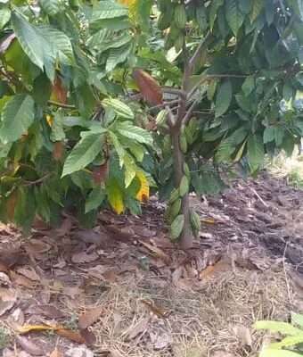 MASHAMBA YA KUMWAGILIA,TZS.400,000/EKA,MOROGORO