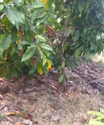 MASHAMBA YA KUMWAGILIA,TZS.400,000/EKA,MOROGORO